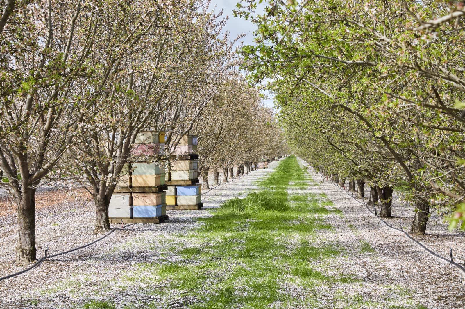 Blooming Sandhu family almond orchard with beehives between the rows